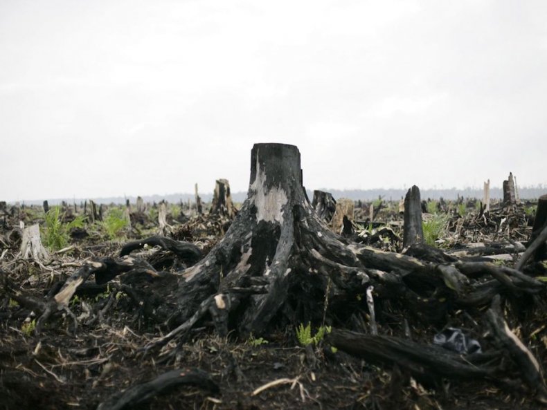 Indonesia rainforest palm oil trees