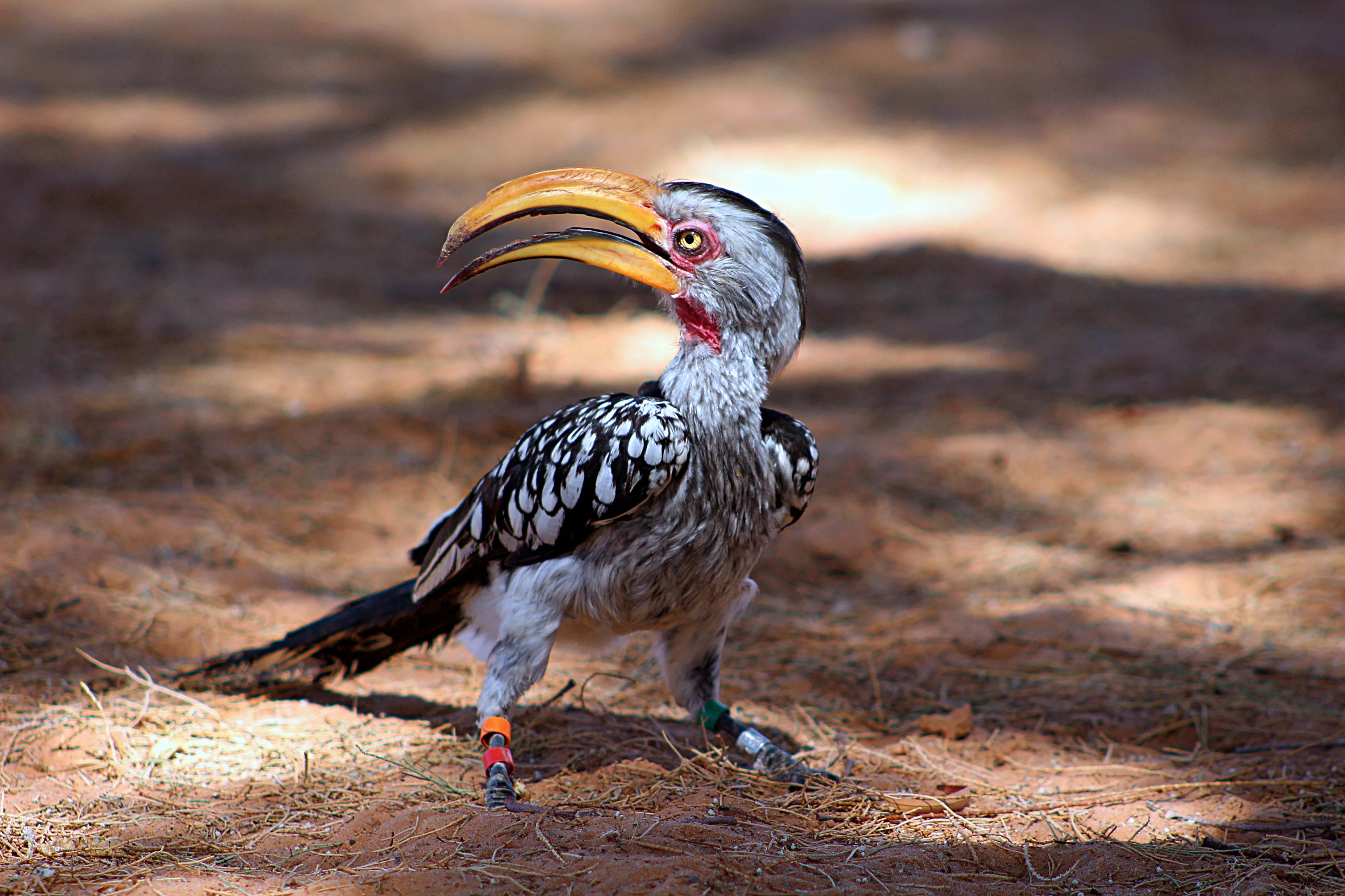 Colorful Bird Famously Featured in 'The Lion King' Nearly Going Extinct