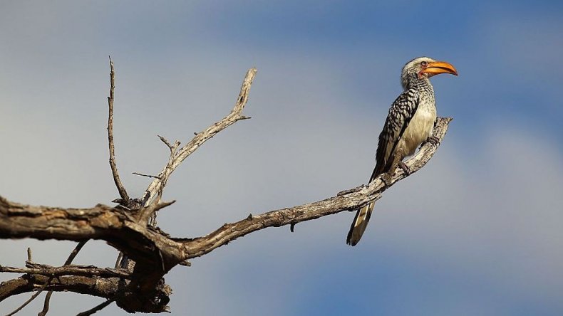 Yellow-billed hornbill on tree in South Africa