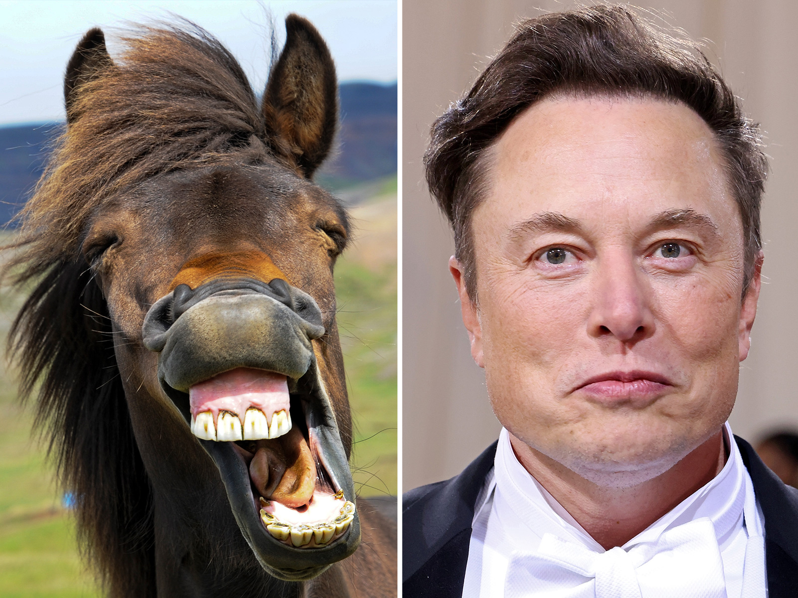 Elon Musk Horse Memes Trend as Social Media Savages Twitter's Future Owner