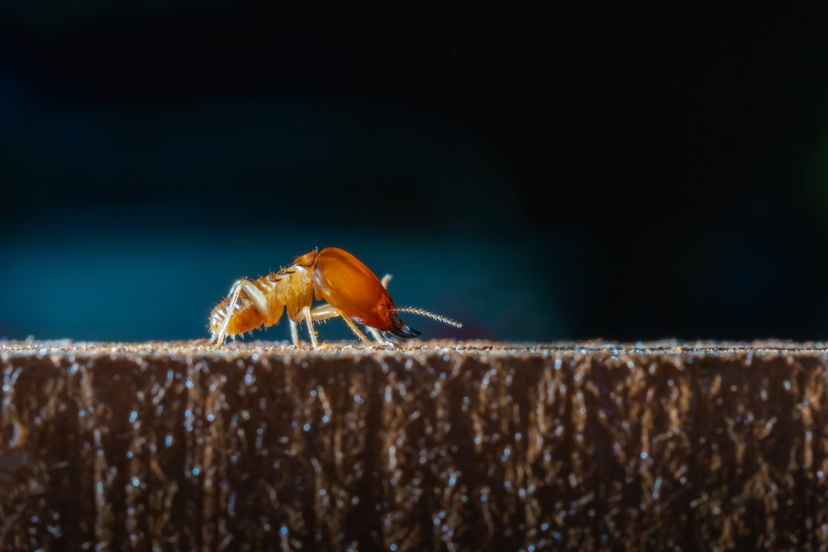File photo of a termite. 