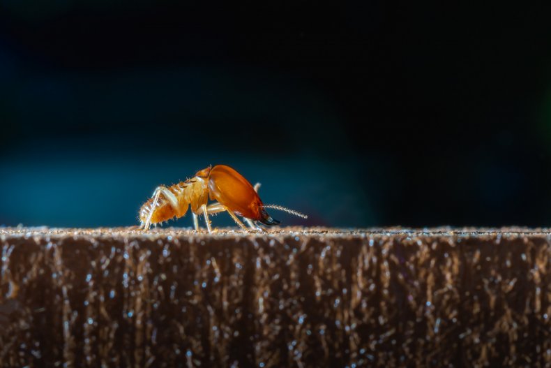File photo of a termite. 