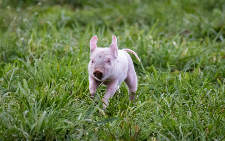 A piglet running through the grass.