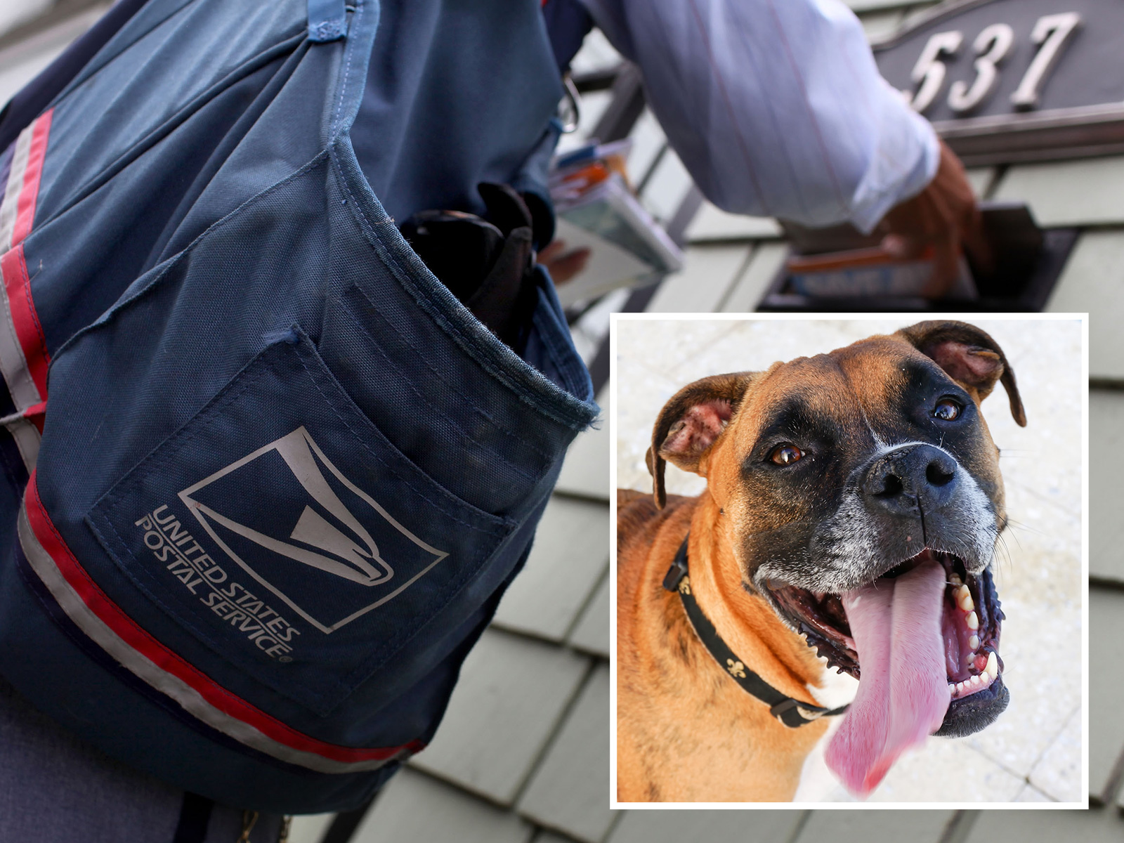 Spate Of 'Vicious' Dog Attacks On Postal Workers Leaves Locals Without Mail