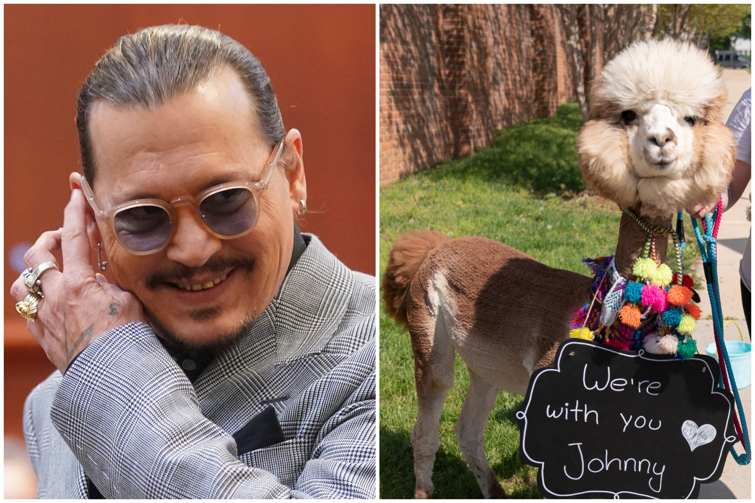 Alpacas Johnny Depp Trial
