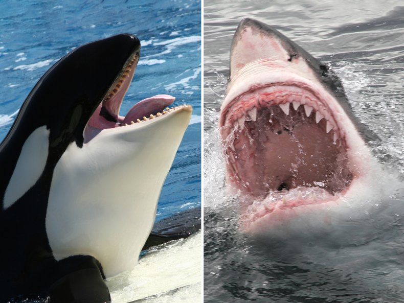 Killer Whale and a Great White Shark