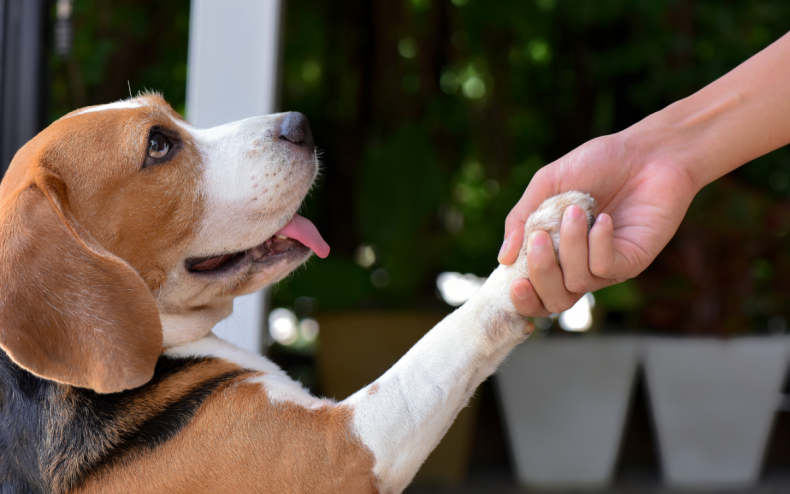 A human holding a dog's paw.