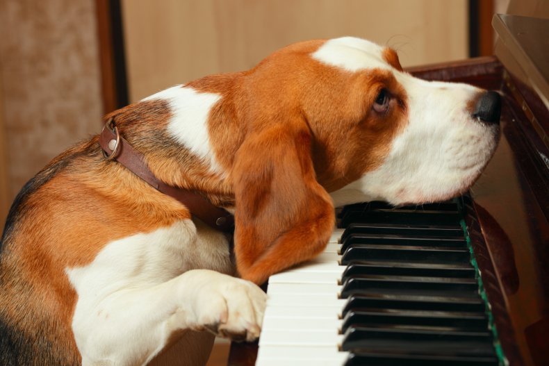 File photo of a dog at piano.