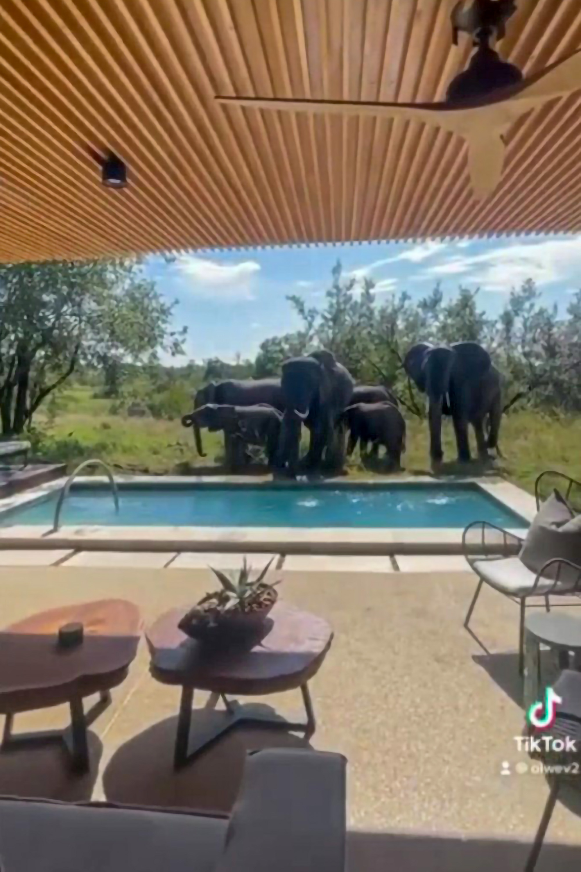 Family of Elephants Walking in Front of Hotel Room Filmed By Guest