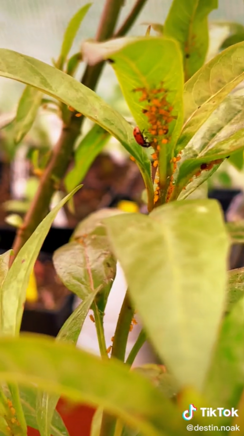 A ladybug eating aphids.