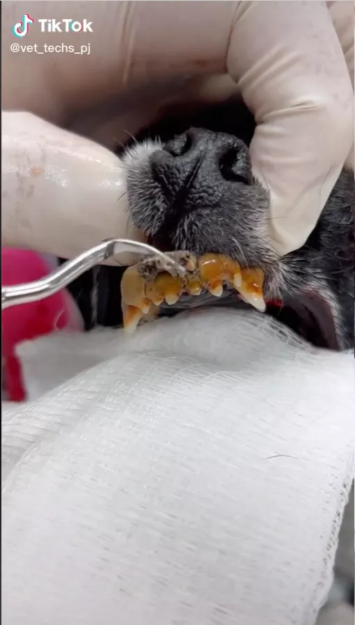 Brushing dogs hotsell teeth reddit