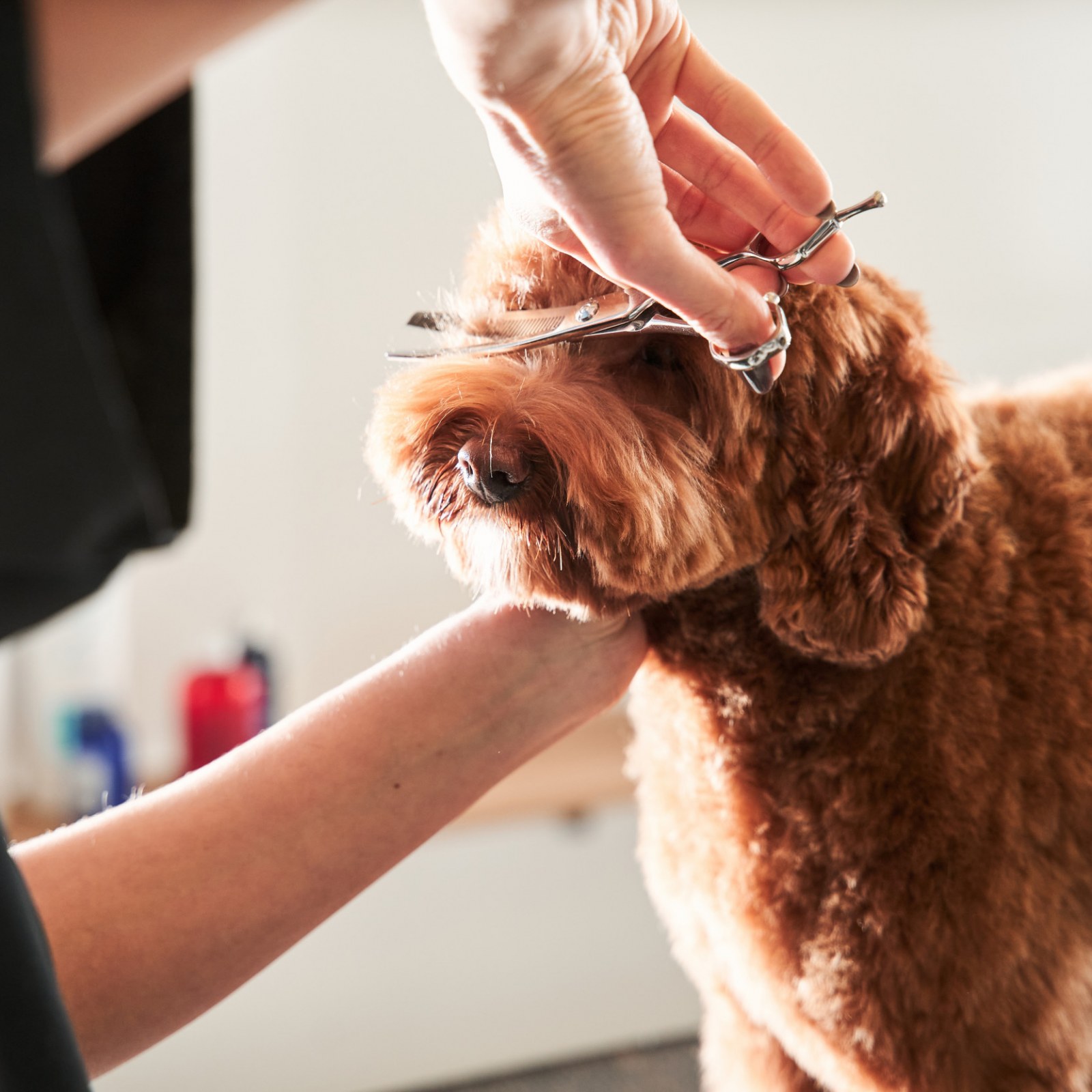 Tips To Groom Your Dog At Home And Save Up To $900 A Year