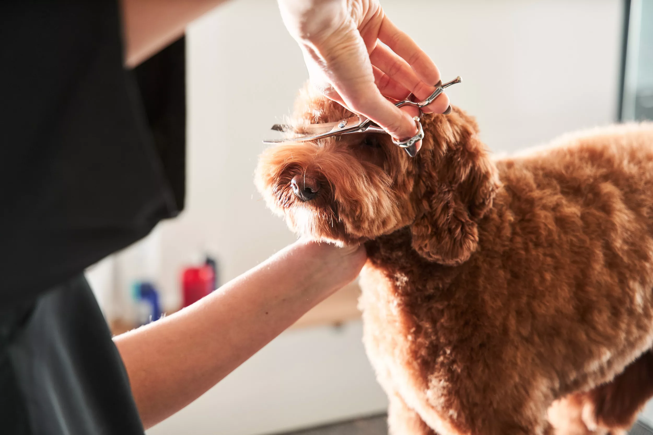 Tips To Groom Your Dog at Home and Save Up to $900 a Year - Vimarsana News