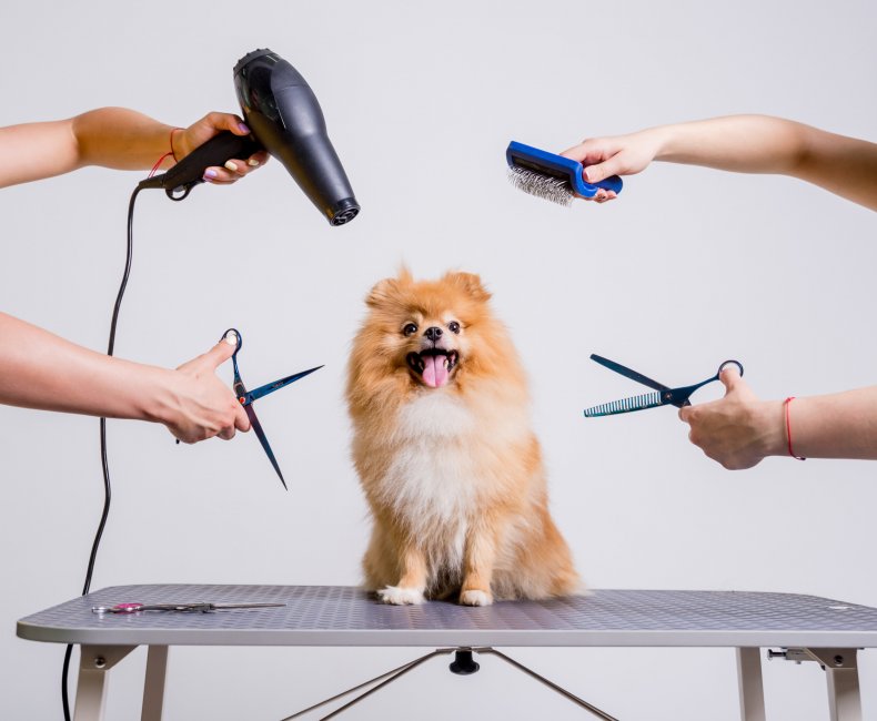 Dog surrounded by grooming tools/equipment