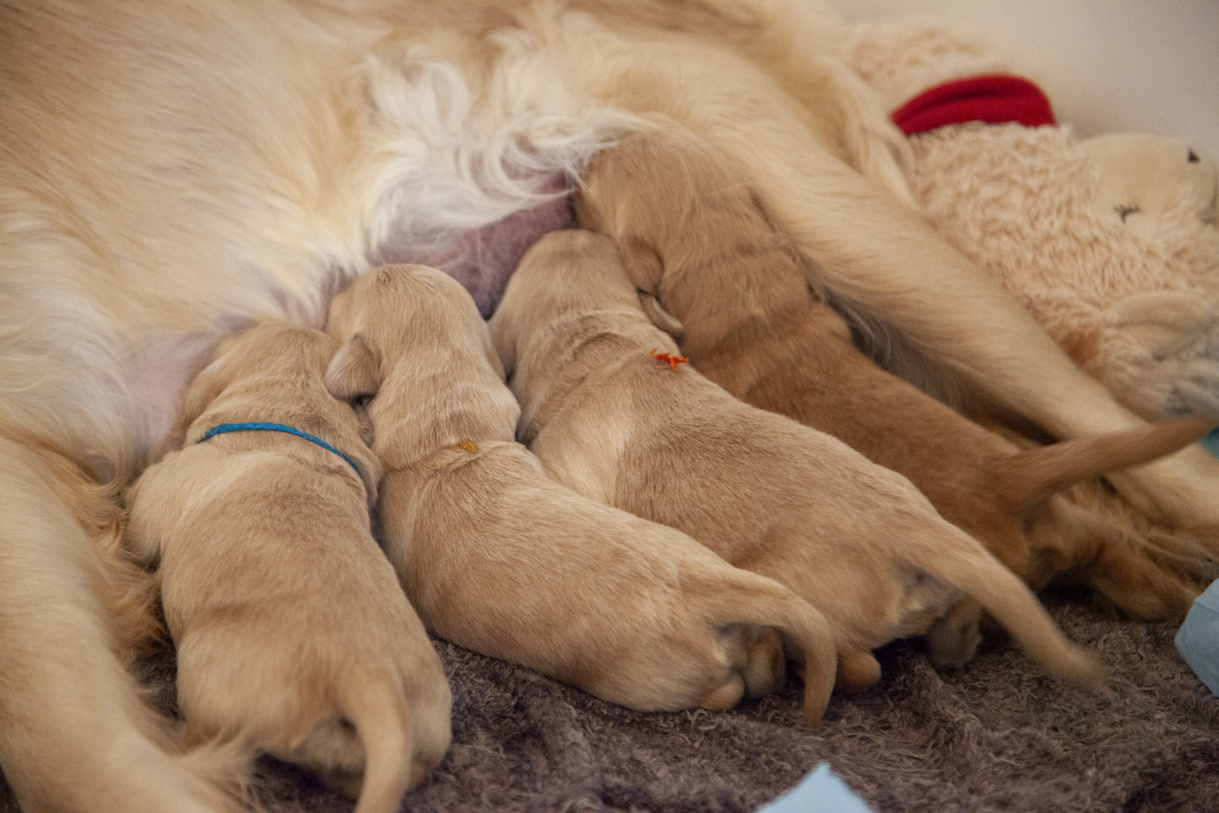 weaning puppies off mom