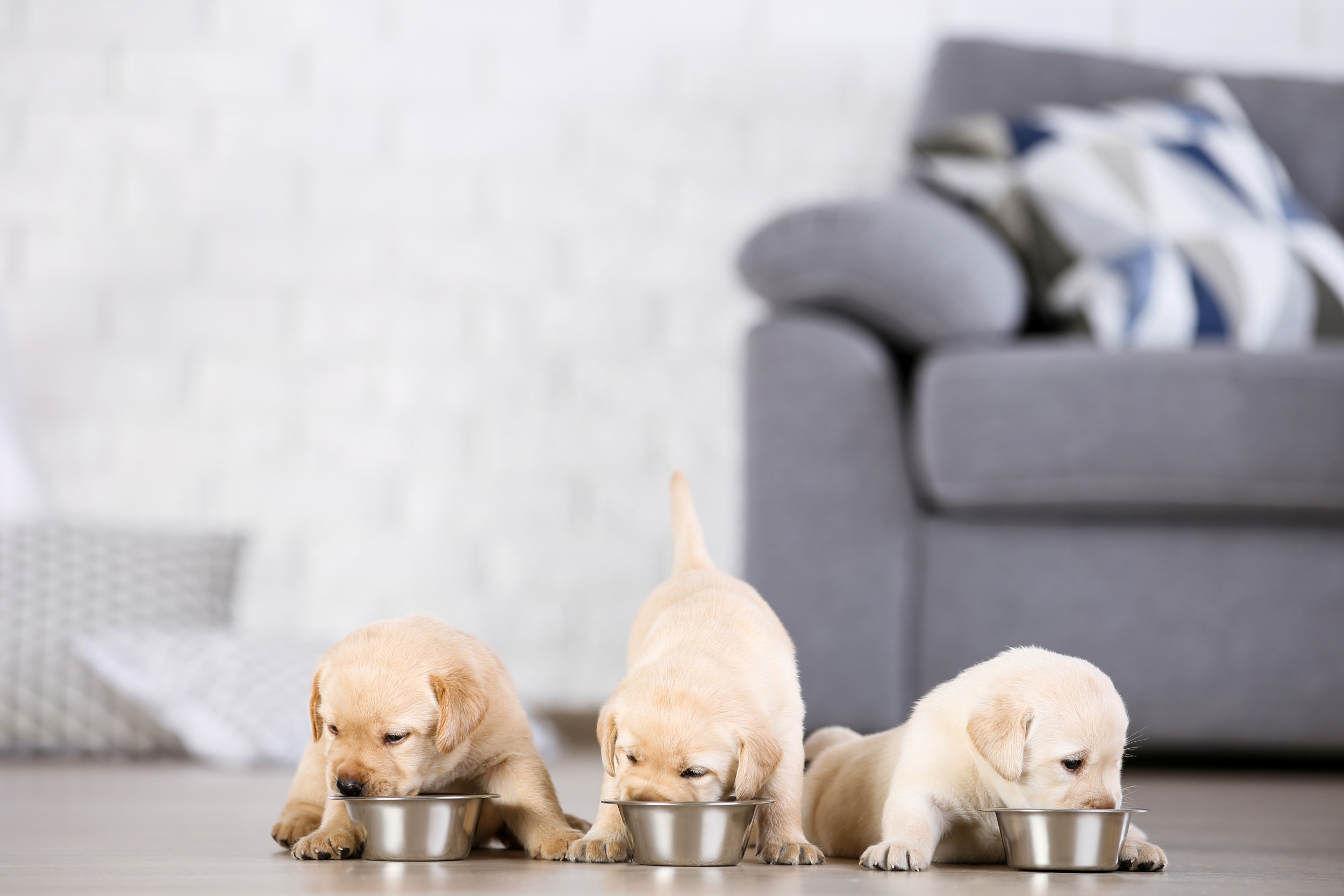 How to start weaning clearance puppies