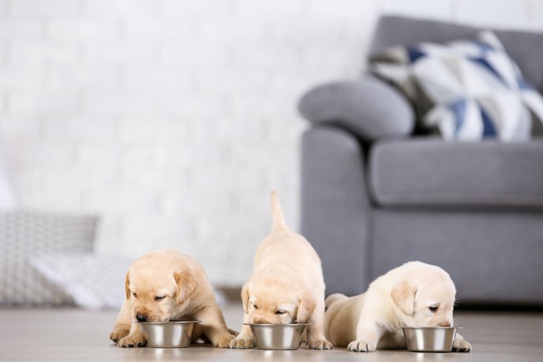 Three puppies eating from metal bowls. 