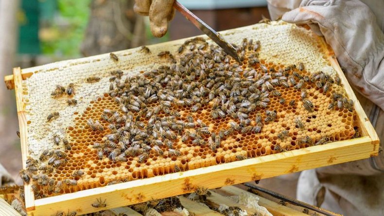 Beehive honeycomb