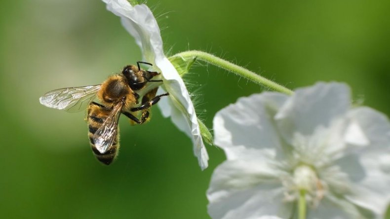 Bee sucks nectar from flower