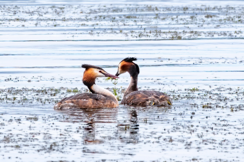 Observing Animal Behaviors Can Help With Dating