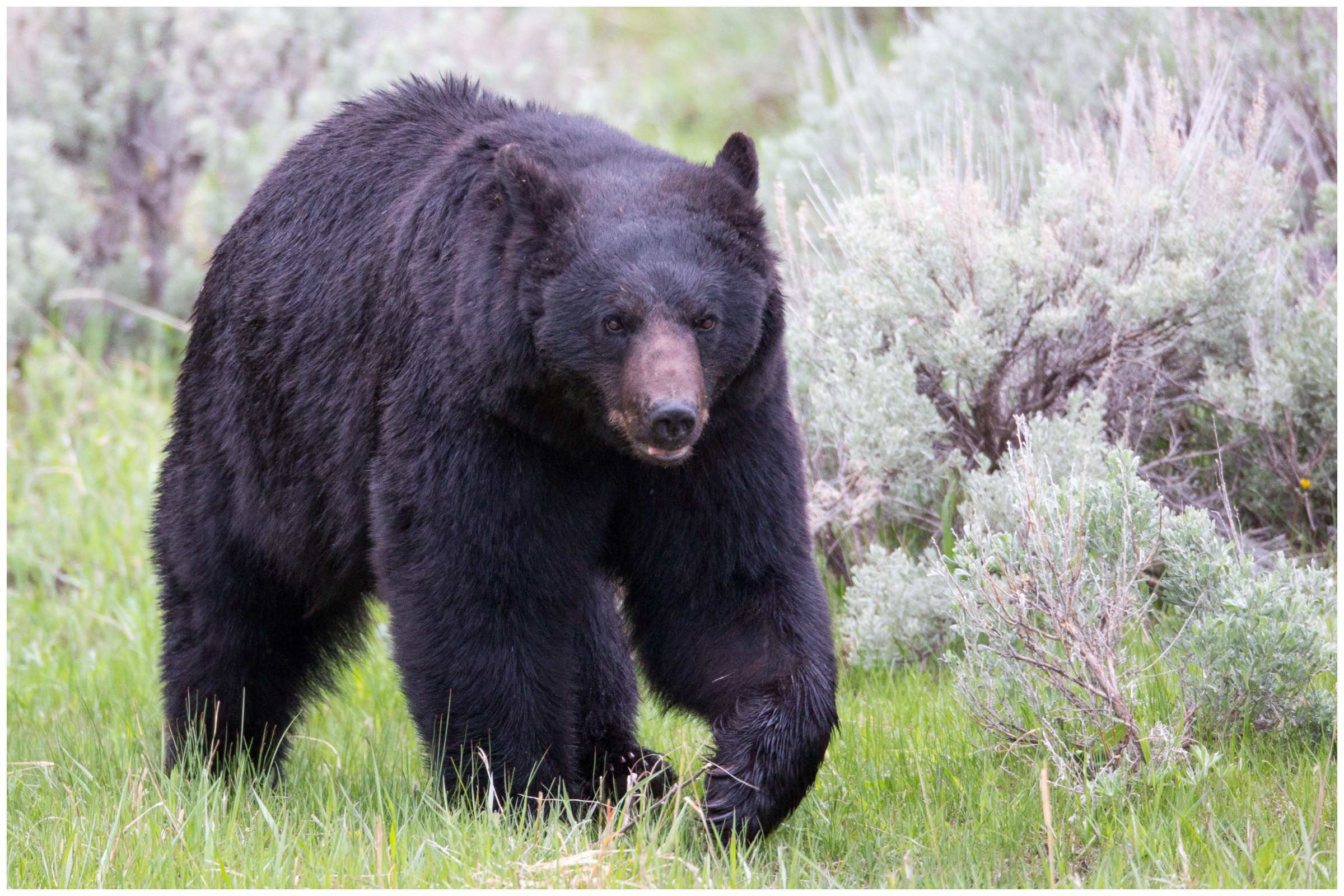 Bear attacks woman heading to check her mail in New Jersey - CBS News