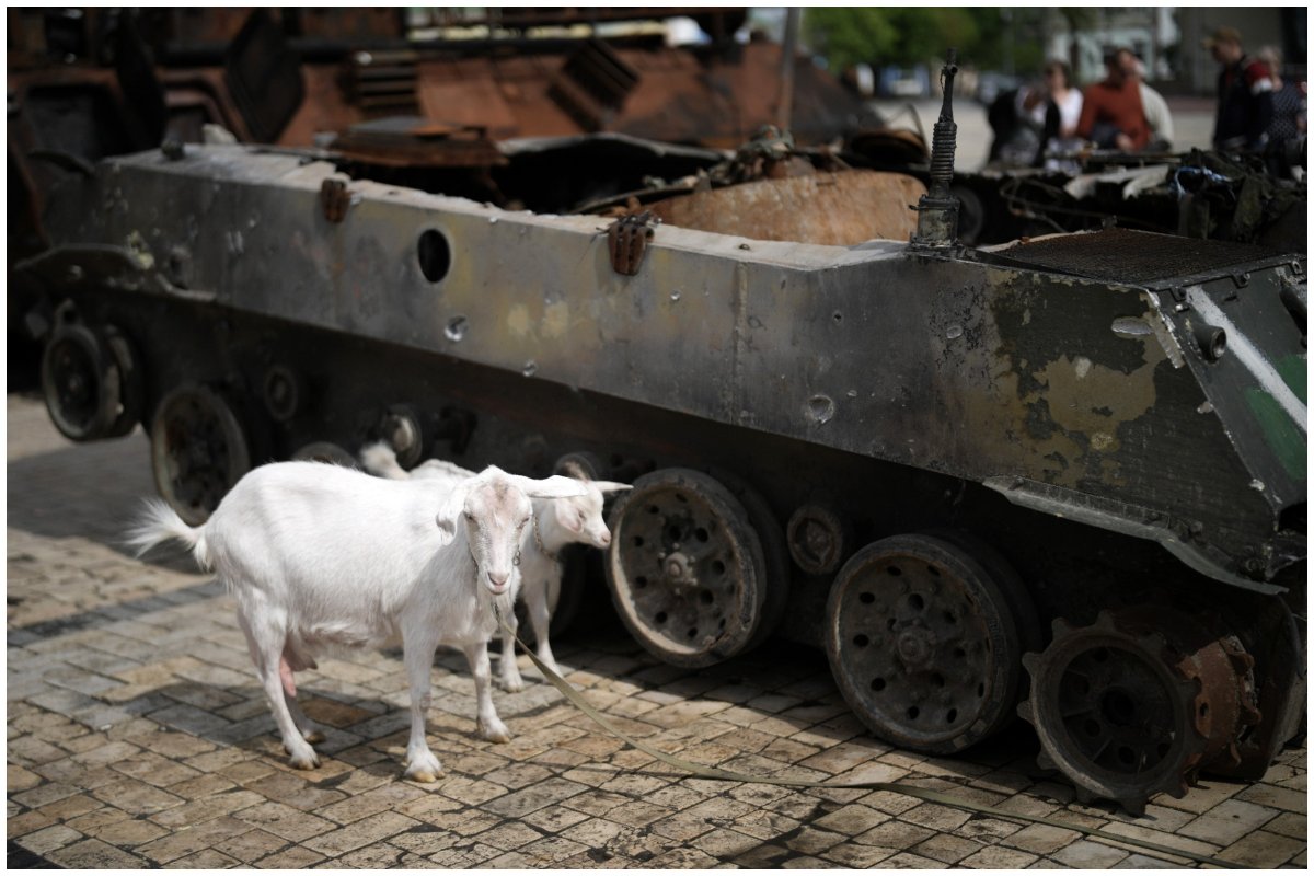 Goats standing next to destroyed tank