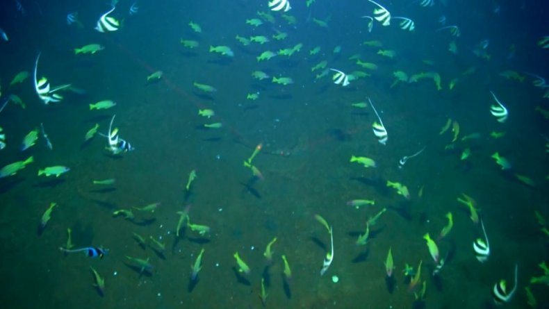 Sea life Hunga Tonga