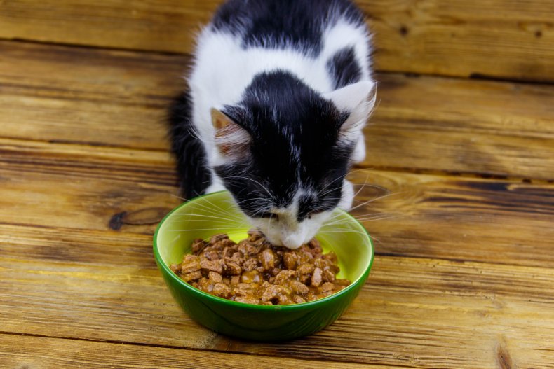 A kitten eating from small bowl.