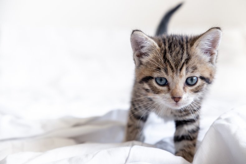 A tiny striped kitten on its feet.