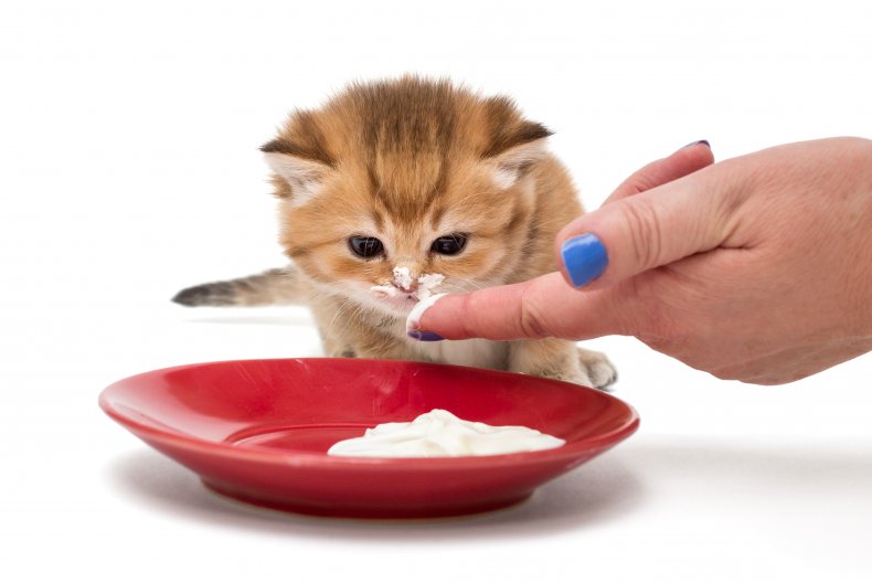 A tiny kitten licking cream off finger.