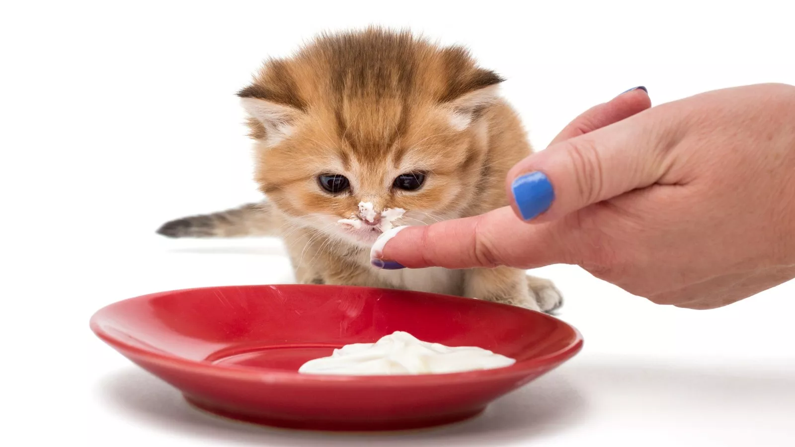 When To Start Weaning Kittens and What To Feed Them