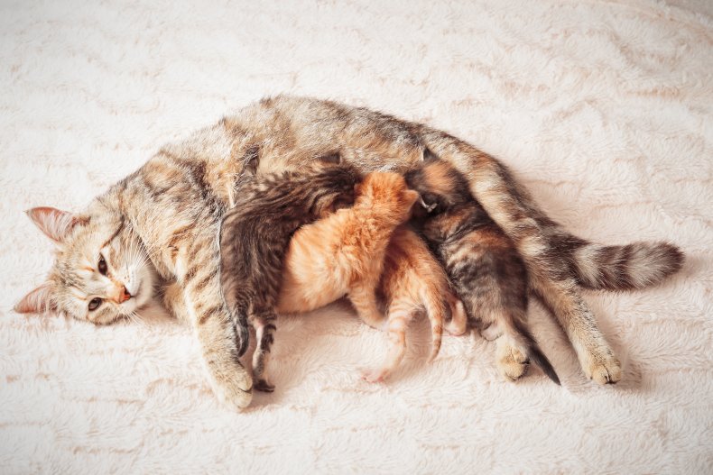 A cat nursing kittens.