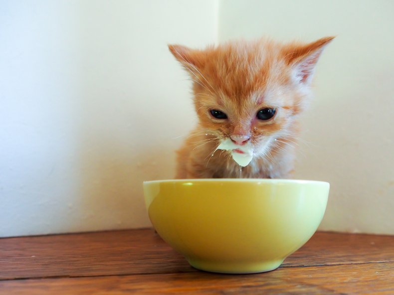 A tiny kitten with cream on mouth.