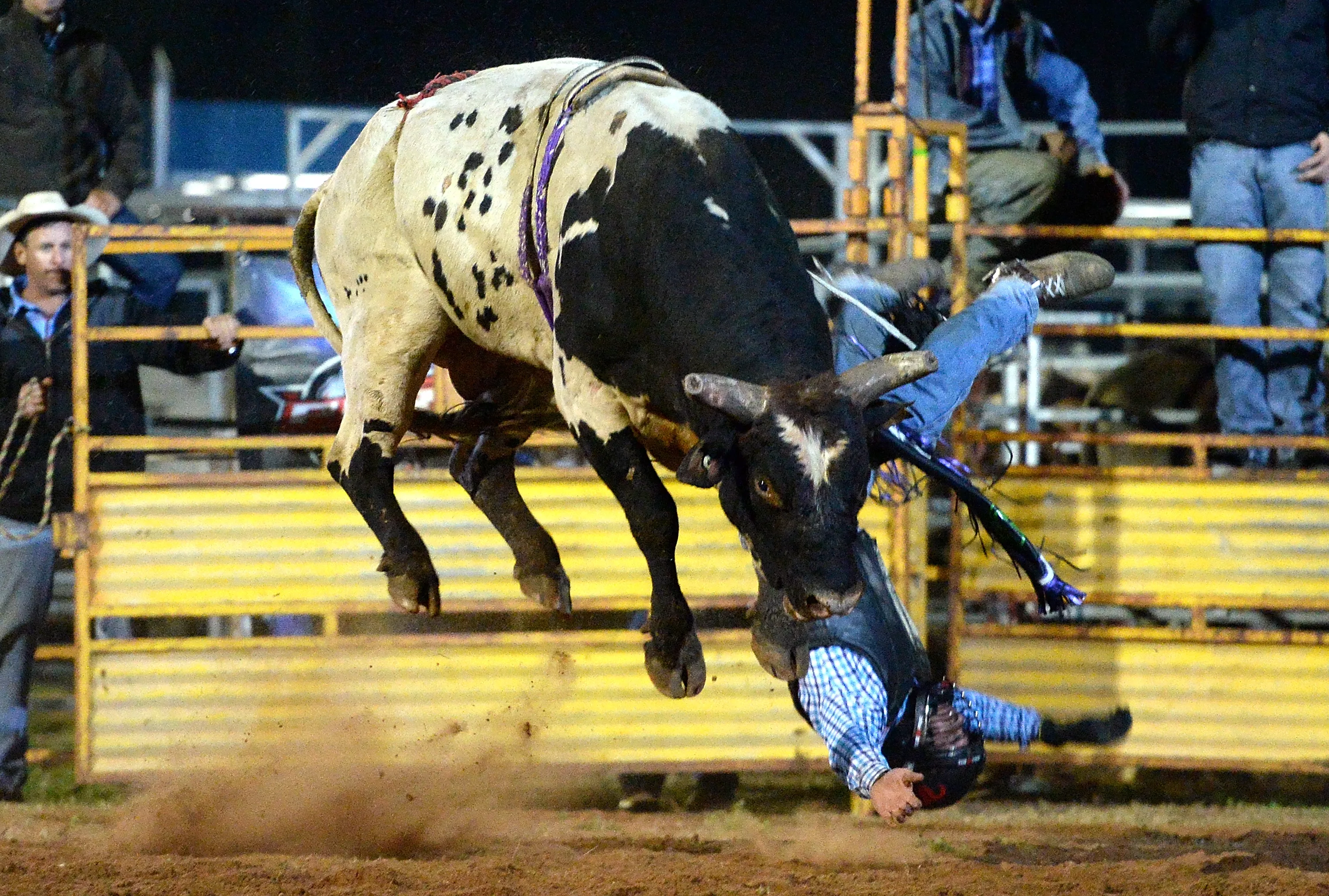 Rampaging Rodeo Bull Injures Multiple People After Escaping Arena - Vimarsana News