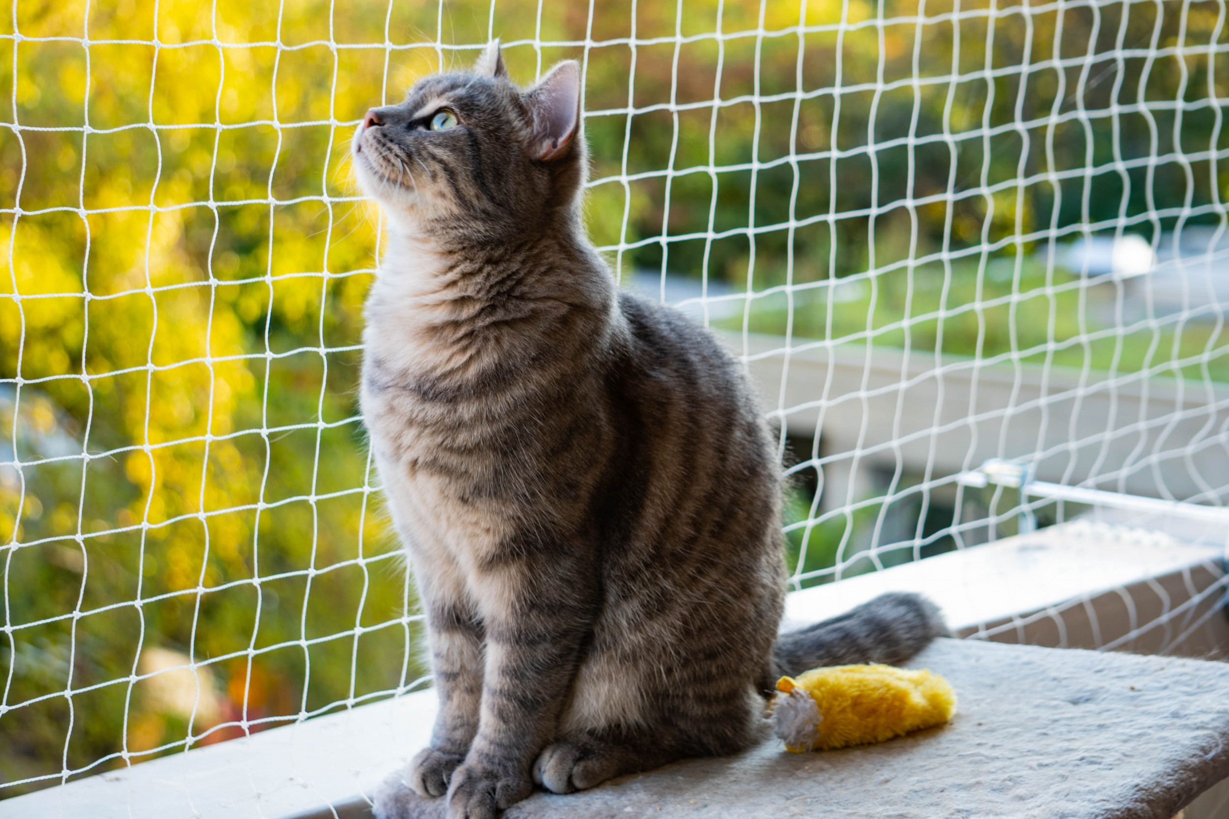 Catio ikea outlet shelf