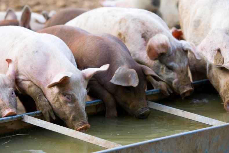 kidnapped man fed to pigs