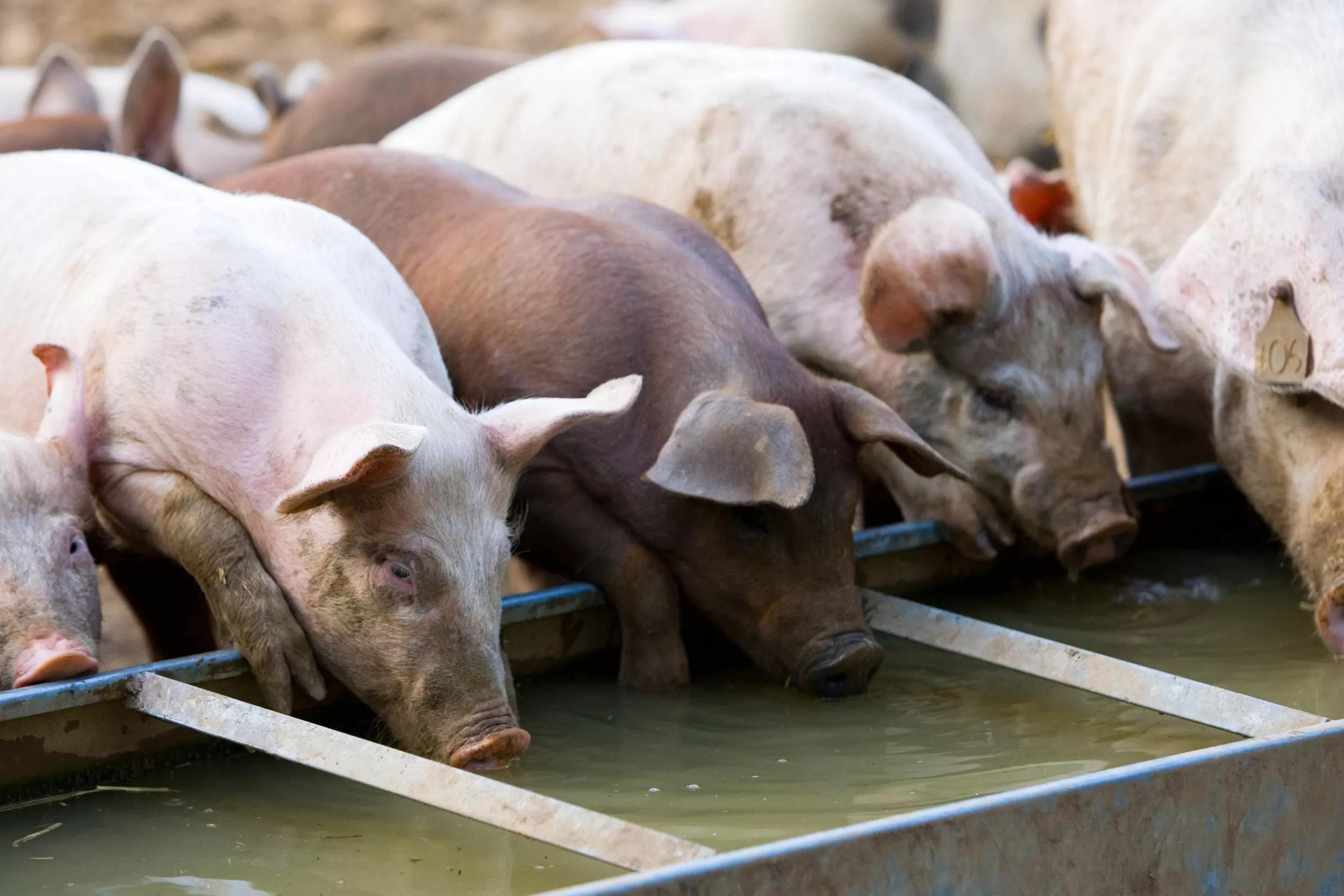 Daughter Claims Missing Father Was Dismembered, Fed to Pigs - Vimarsana News