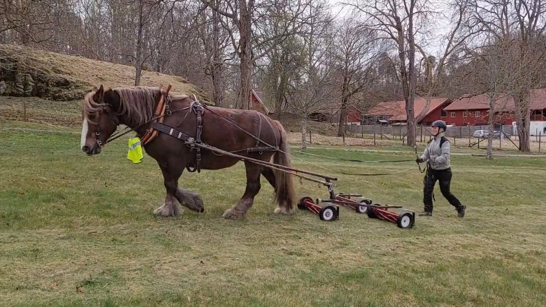 Horse helps mow grass in Sweden