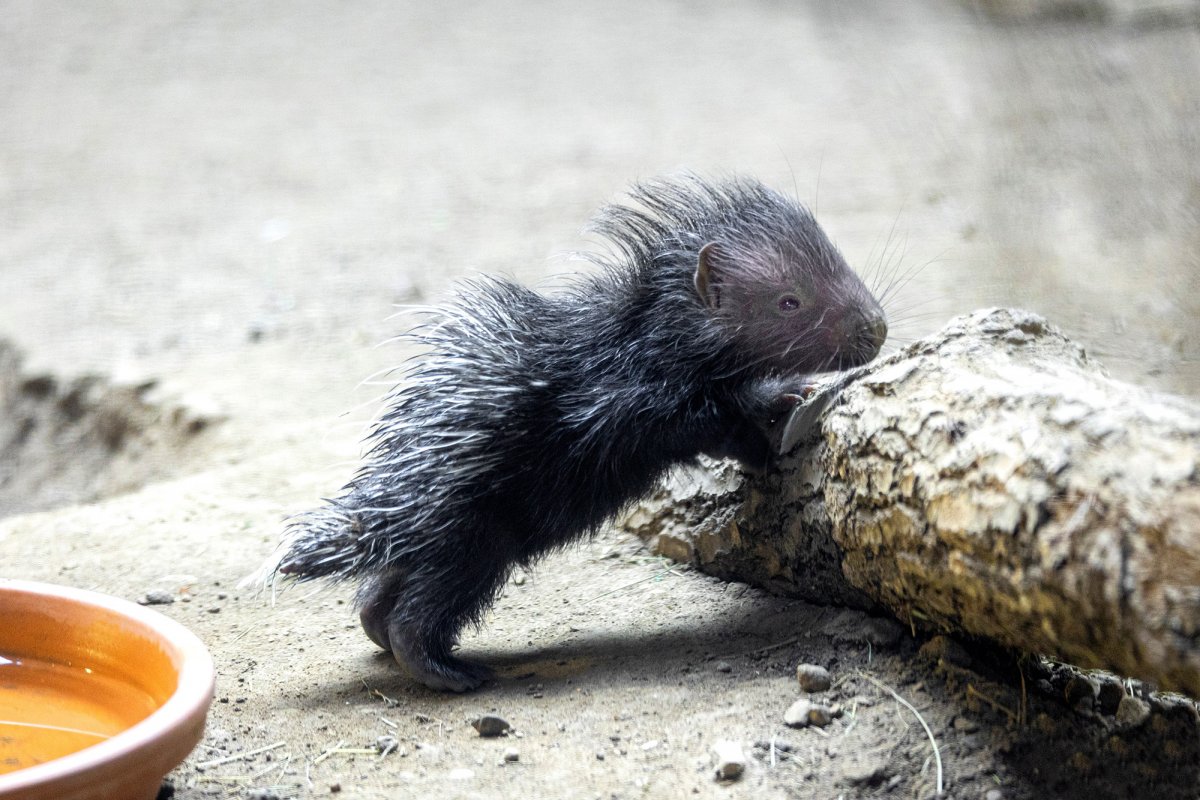 pThe Old World porcupine offspring that was born in the Zurich Zoo in Switzerland on May 3. (Zoo Zurich, Enzo Franchini/Zenger)/p