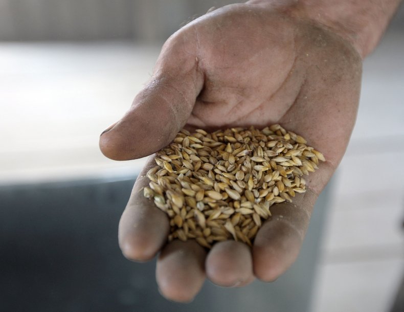 Ukrainian farmer holding harvested grain