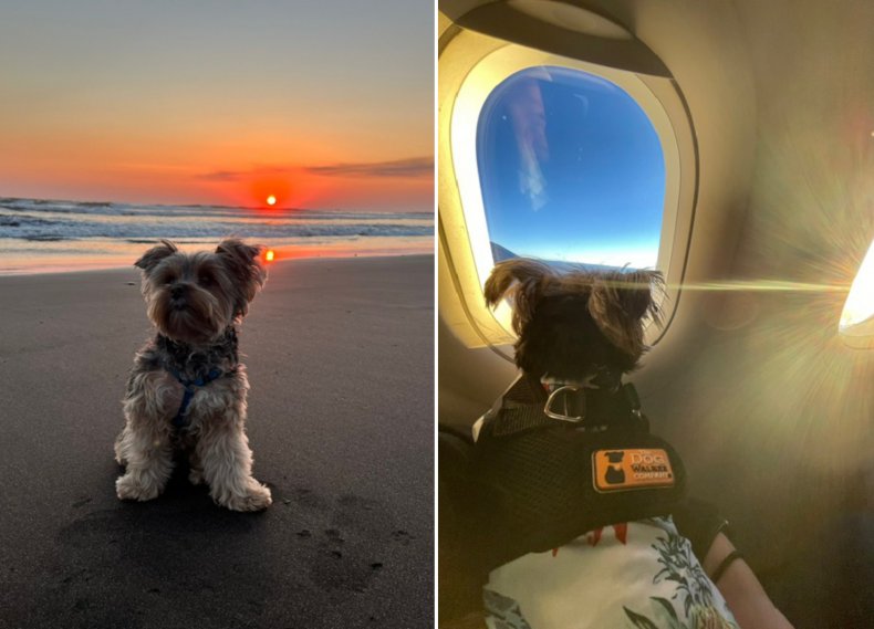 Kobe the dog on holiday 2