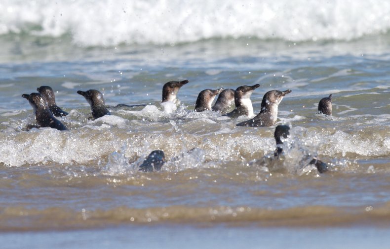 Blue penguins
