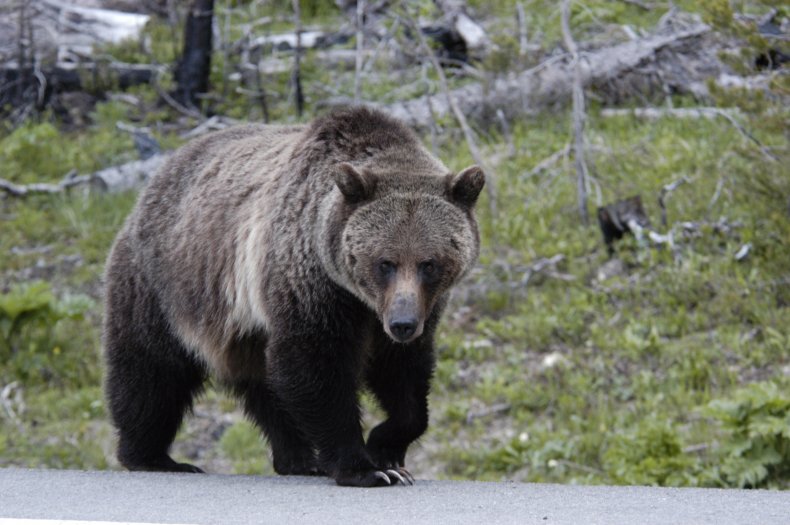 Idaho Grizzly Bear Mom and Cub Caught and Killed After Seeking Human Food