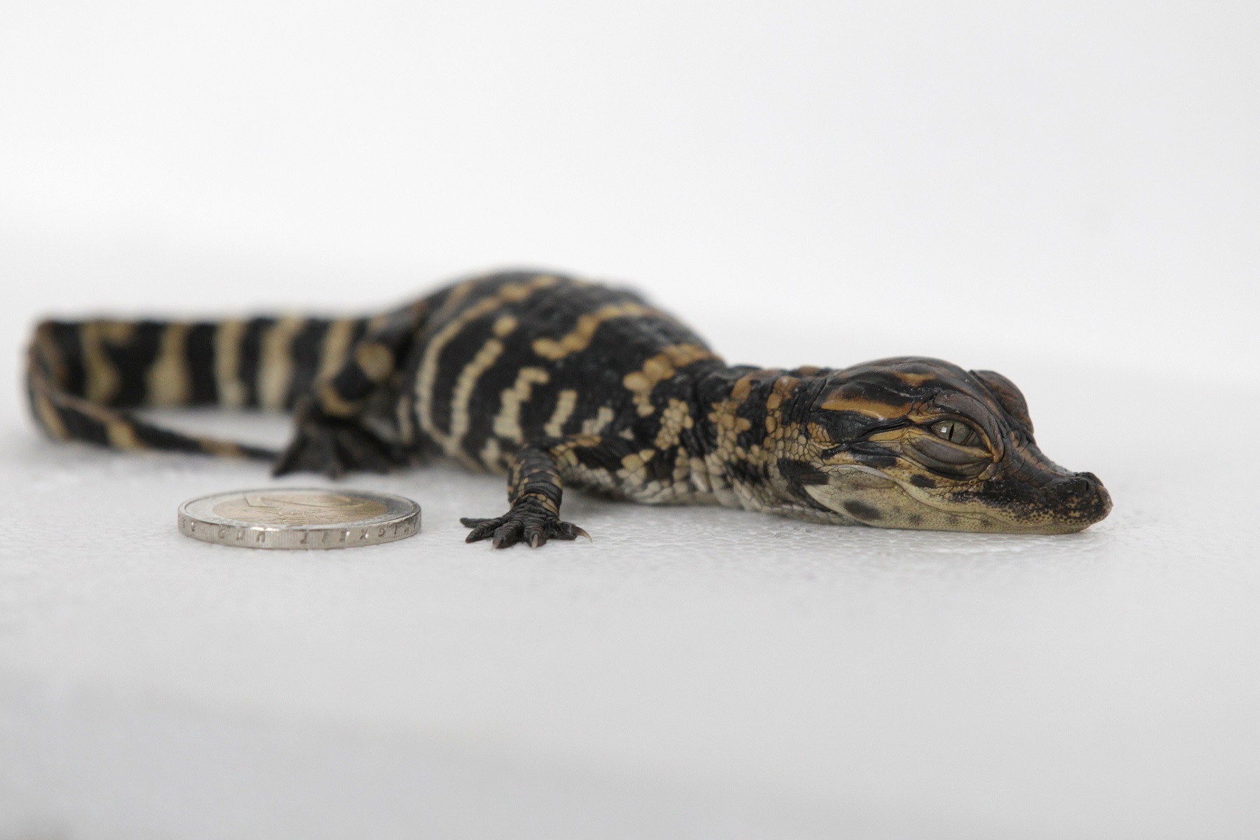 Dream About Baby Alligators: Little Gators, Big Dreams?