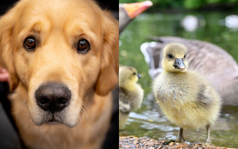 A dog and a baby goose.