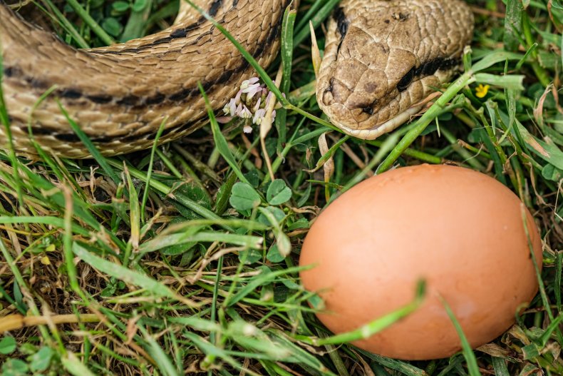 Snakes and egg 