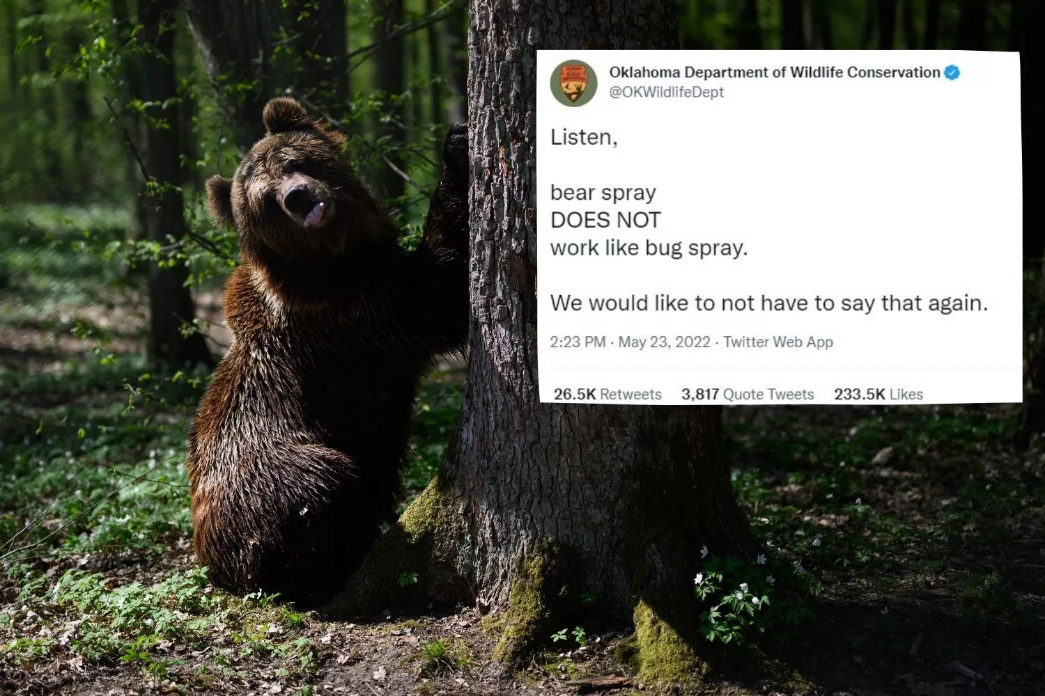 Wildlife Department's Joke Bear-Spray Warning Goes Viral: 'Must Have Burnt' - Vimarsana News