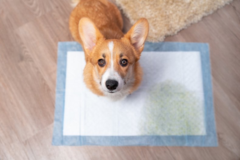 Dog looking up from wet pee pad.