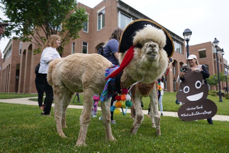 Alpaca