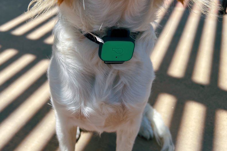 Whistle Health Tracks a Dog’s Activity on the Cheap